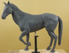 Horse Model 20
