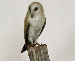 barn owl 1c
